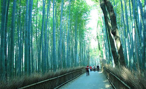 【京都府】嵯峨野 竹林の道